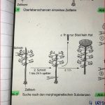 Acetabularia Bedeutung Des Zellkerns Schule Dna