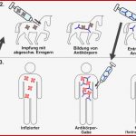 Aktive Immunisierung Abiblick