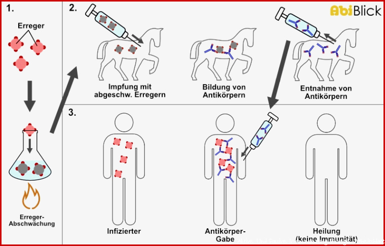 Aktive Immunisierung AbiBlick