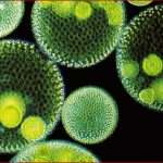 Algen Evolution Pflanzen Natur Planet Wissen