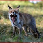 Allesfresser Rotfuchs Vulpes Vulpes