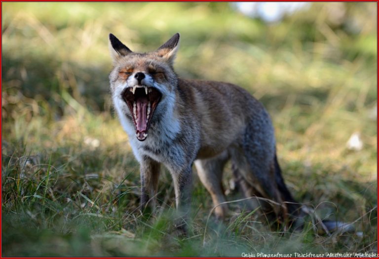 Allesfresser Rotfuchs Vulpes Vulpes