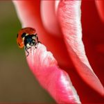 Als Der Frühling Den Kleinen Marienkäfer Weckte Elkes