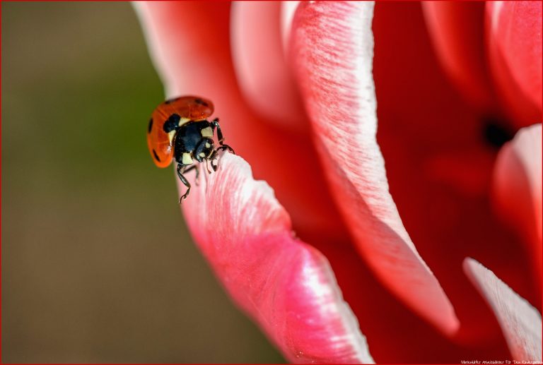 Als der Frühling den kleinen Marienkäfer weckte Elkes