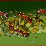 Ameisen Rote Waldameise Ameisen Insekten Und