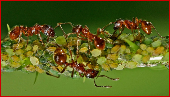 Ameisen Rote Waldameise Ameisen Insekten Und