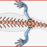 Amphibien Lurche Online Lernen