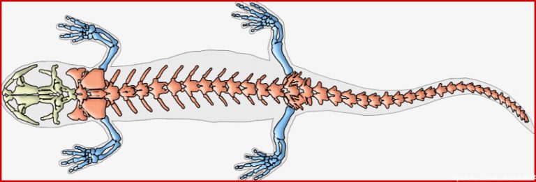 Amphibien Lurche Online Lernen