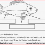 Anatomie Fisch Arbeitsblatt David Hoff Schule