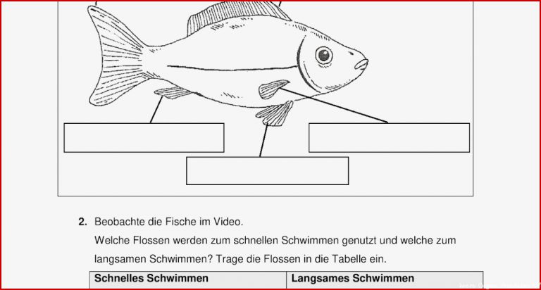 Anatomie Fisch Arbeitsblatt David Hoff Schule