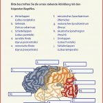 Anatomie Und Physiologie Buch Portofrei Bei Weltbild