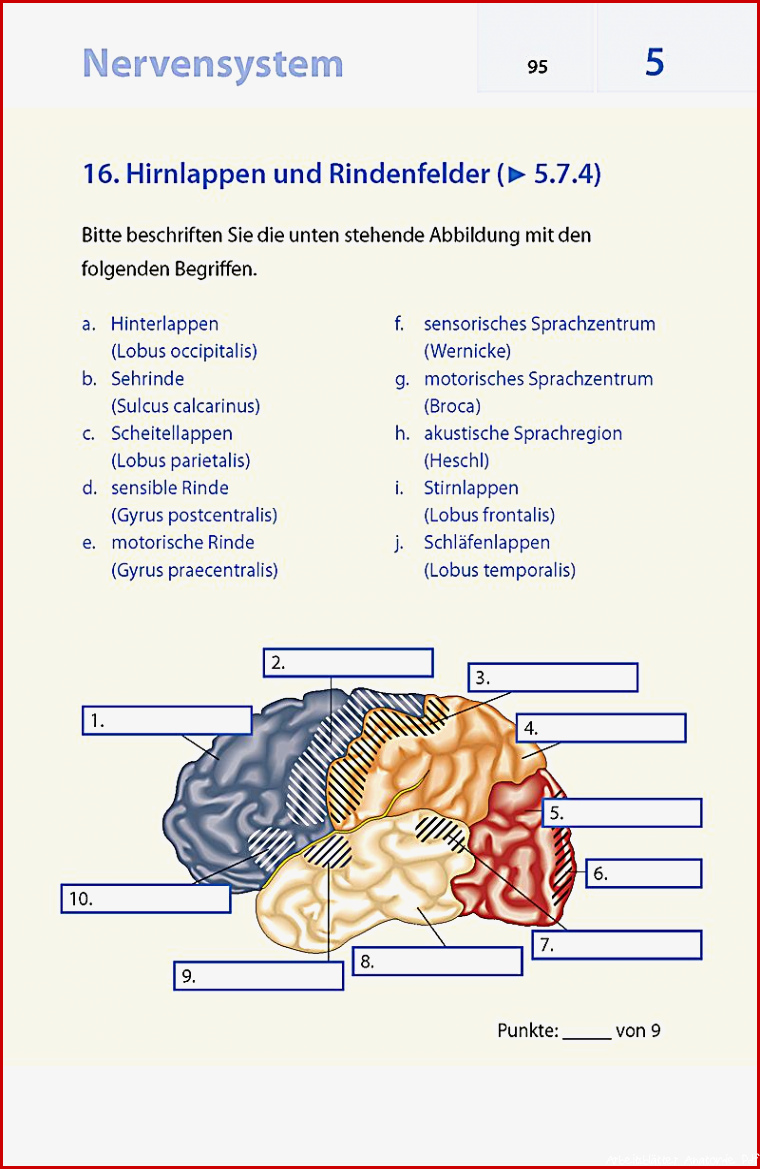 Anatomie und Physiologie Buch portofrei bei Weltbild