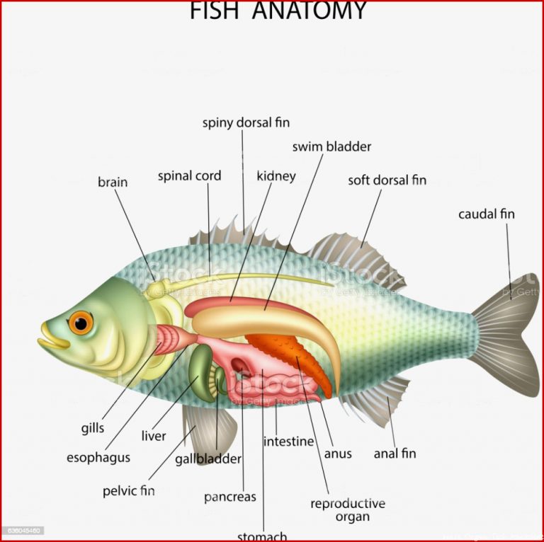 Anatomy Fish Stock Vector Art & More of Anatomy