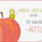 Anton Apfelwurm Erklärt so Wachsen Äpfel Lerngeschichte