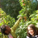 Apfelernte Im Schulgarten