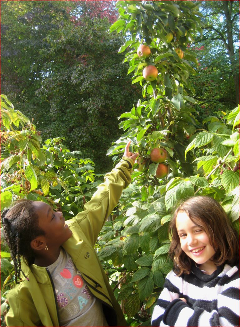 Apfelernte im Schulgarten