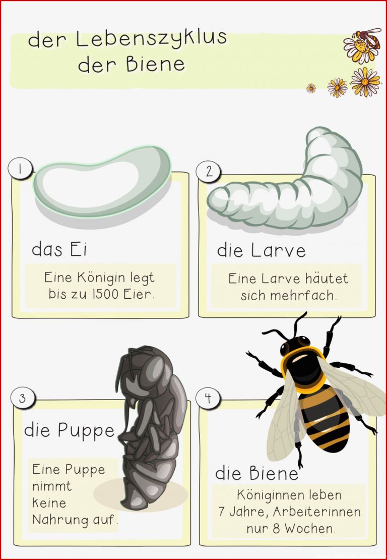 Arbeitsblätter Bienen Arbeitsblatt Grundschule Bienen