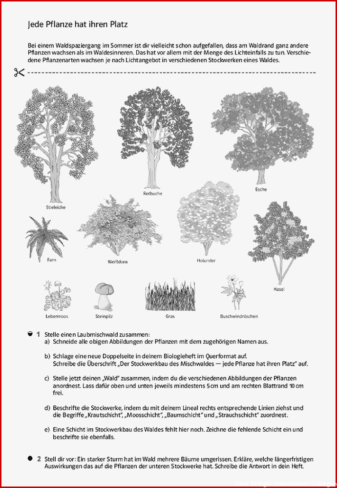 Arbeitsblätter Biologie Blütenpflanzen Klett Lösungen