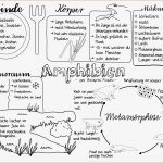 Arbeitsblätter Biologie Klasse 5 Lurche Worksheets