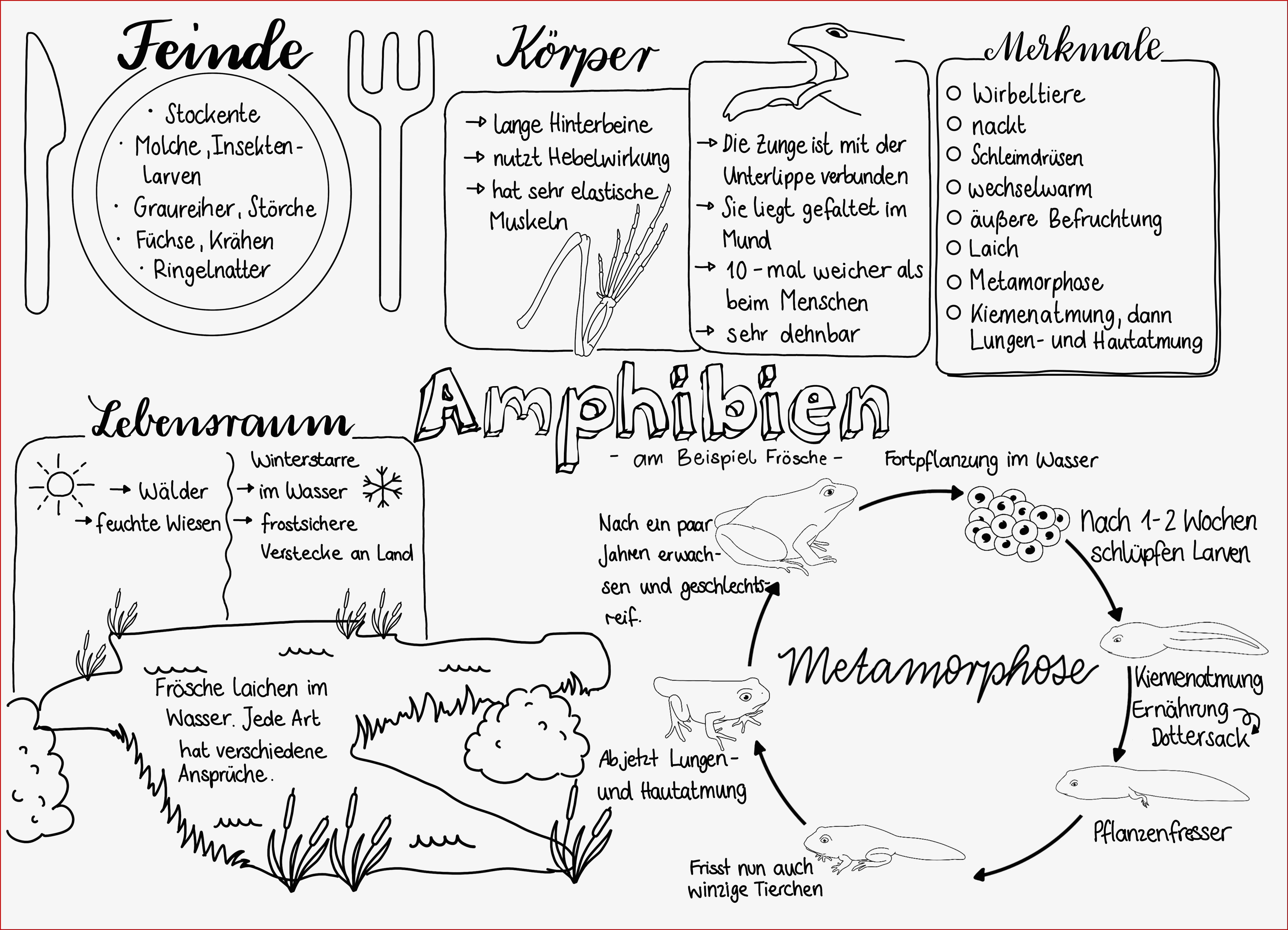 Arbeitsblätter Biologie Klasse 5 Lurche Worksheets