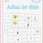 Arbeitsblätter Biologie Klasse 5 Lurche Worksheets