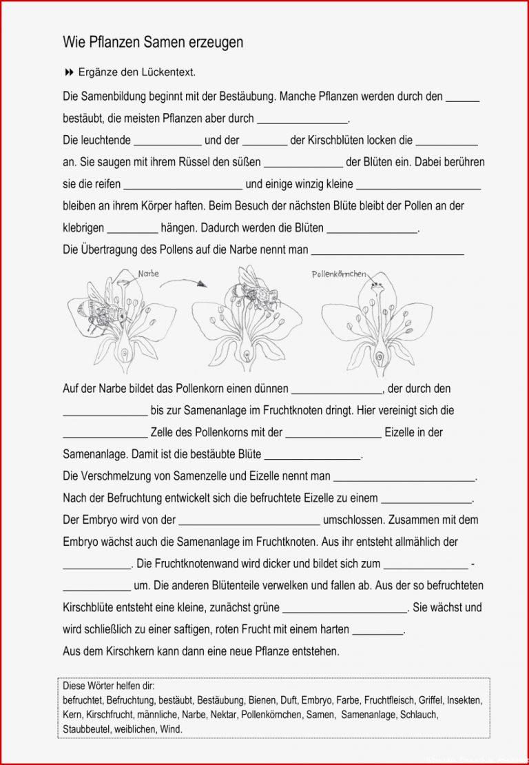 Arbeitsblätter Biologie Klasse 5 Pflanzen Ideen