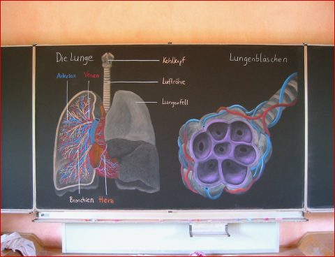 Arbeitsblätter Biologie Menschenkunde 2 Worksheets