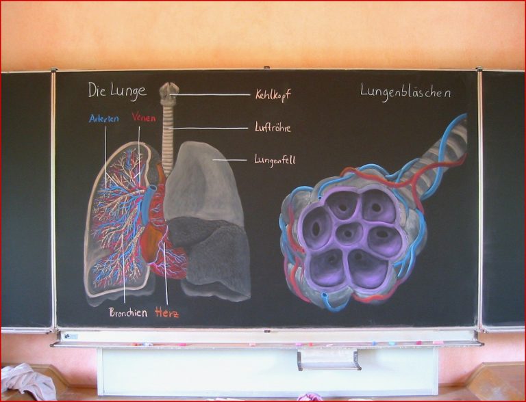 Arbeitsblätter Biologie Menschenkunde 2 Worksheets