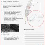 Arbeitsblätter Biologie Vögel Klett Lösungen Stephen