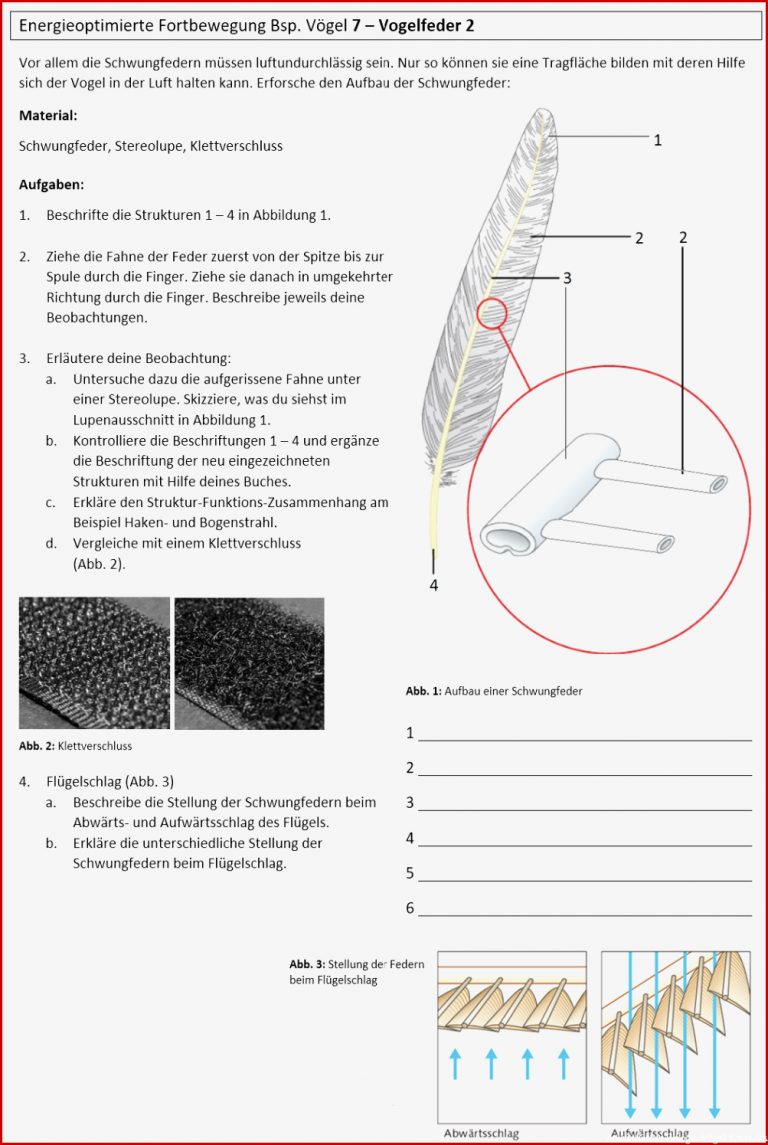 Arbeitsblätter Biologie Vögel Klett Lösungen Stephen