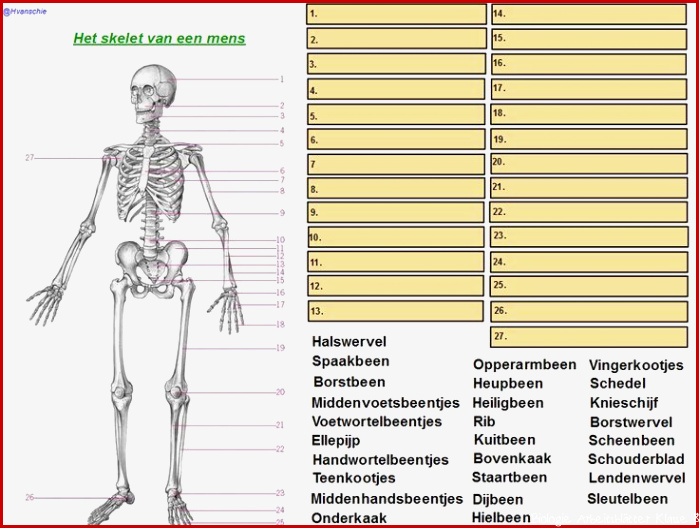 Arbeitsblätter Der Menschliche Körper Worksheets