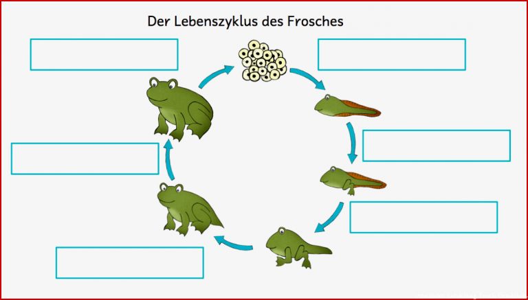 Arbeitsblätter Frösche