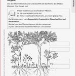 Arbeitsblätter Lernzirkel Tropischer Regenwald Worksheets