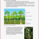 Arbeitsblätter Lernzirkel Tropischer Regenwald Worksheets