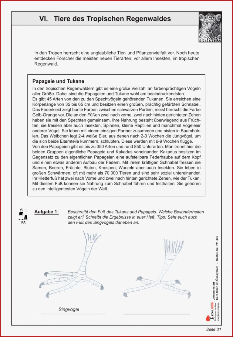 Arbeitsblätter Lernzirkel Tropischer Regenwald Worksheets