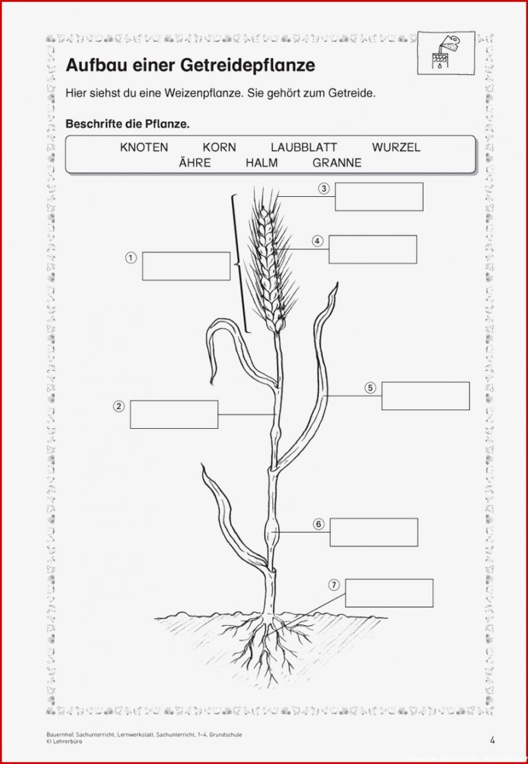 Arbeitsblätter Sachunterricht Getreide Klassenarbeit