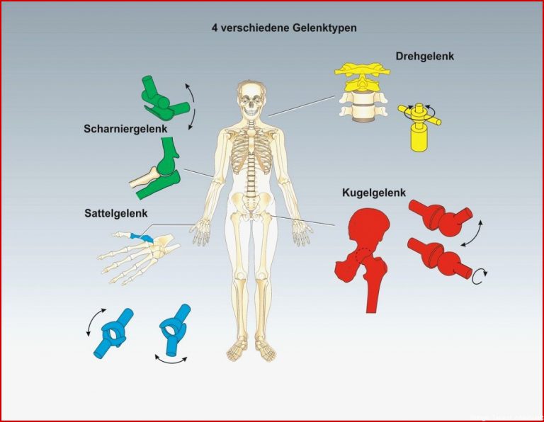 Arbeitsblätter Skelett Des Menschen Worksheets