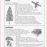 Arbeitsblätter Wald Bäume Klasse 2 Dorothy Meyer Grundschule