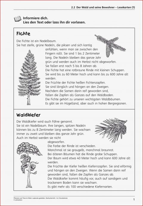 Arbeitsblätter Wald Bäume Klasse 2 Dorothy Meyer Grundschule