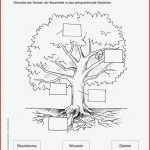 Arbeitsblätter Wald Stockwerke Des Waldes Arbeitsblatt