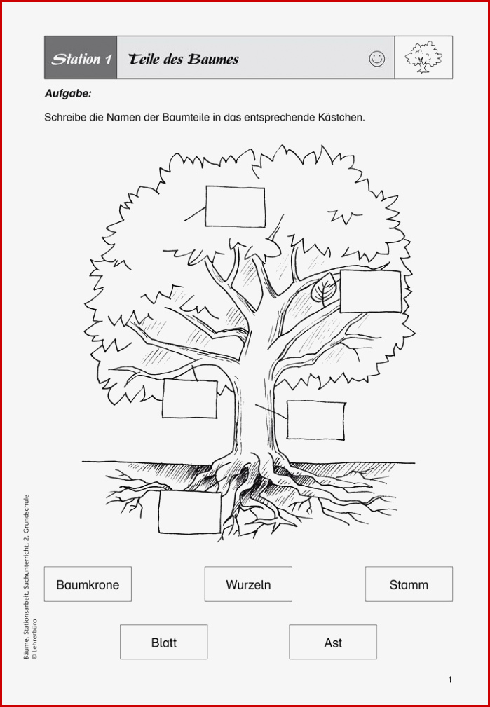 Arbeitsblätter Wald Stockwerke Des Waldes Arbeitsblatt