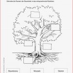 Arbeitsblätter Wald Stockwerke Des Waldes Arbeitsblatt