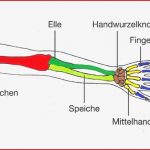 Arbeitsblatt Angepasstheit Von Säu Ieren Gliedmaßen