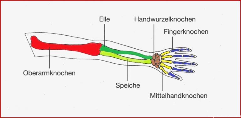 Arbeitsblatt Angepasstheit Von Säu Ieren Gliedmaßen