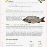 Arbeitsblatt Anpassung Fische