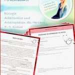 Arbeitsblatt Arbeitsweise Und Arbeitsphasen Des Herzens