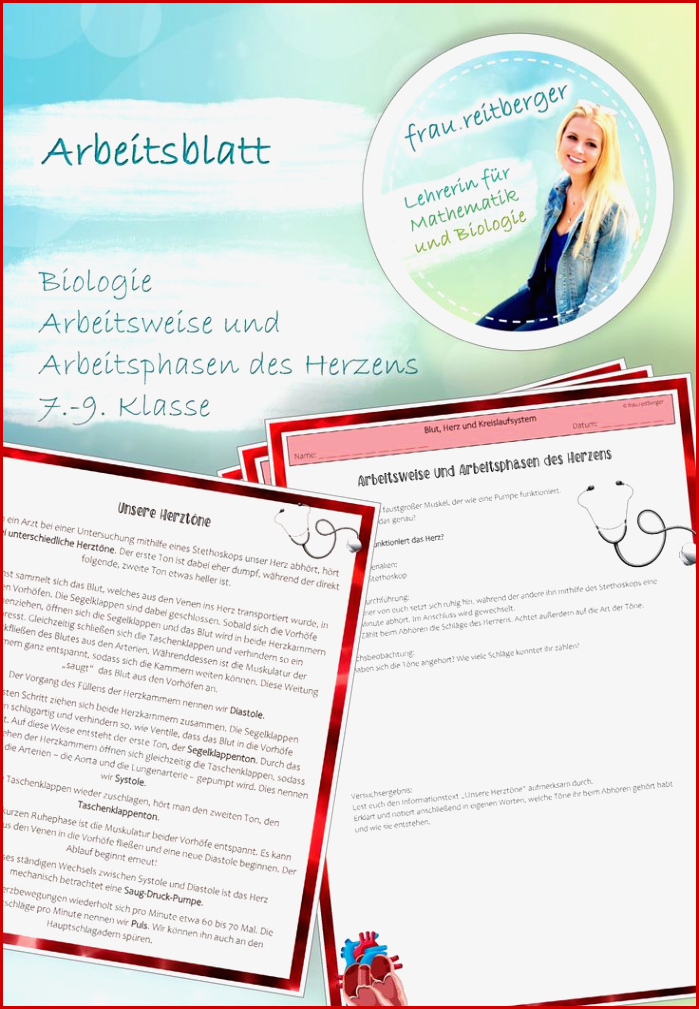 Arbeitsblatt Arbeitsweise Und Arbeitsphasen Des Herzens