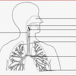 Arbeitsblatt atmung Biologie Tutory