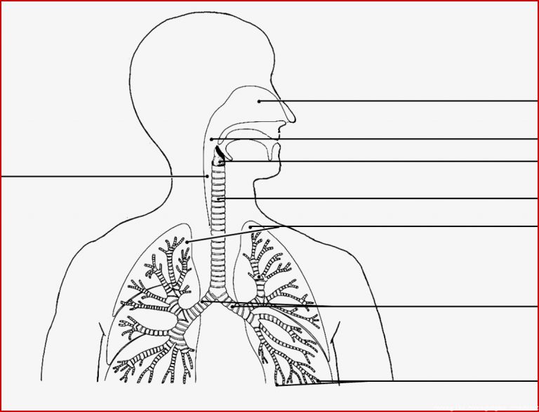 Arbeitsblatt atmung Biologie Tutory