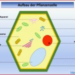 Arbeitsblatt Aufbau Der Pflanzenzelle Light Microscope